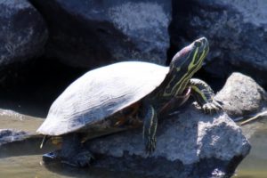 36c4cb3fa693e255e0a66de99840a57a_s